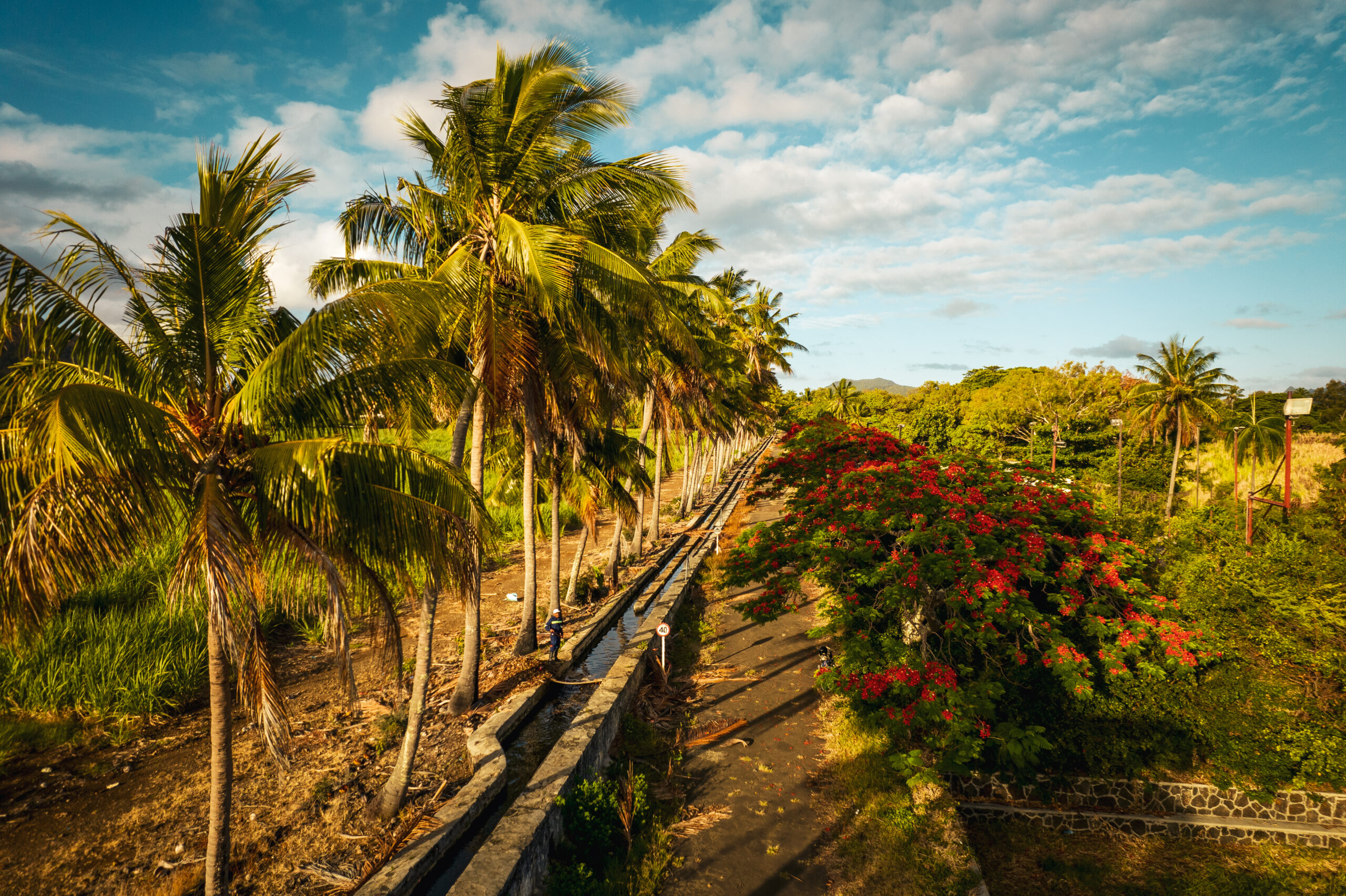 Palm Alley